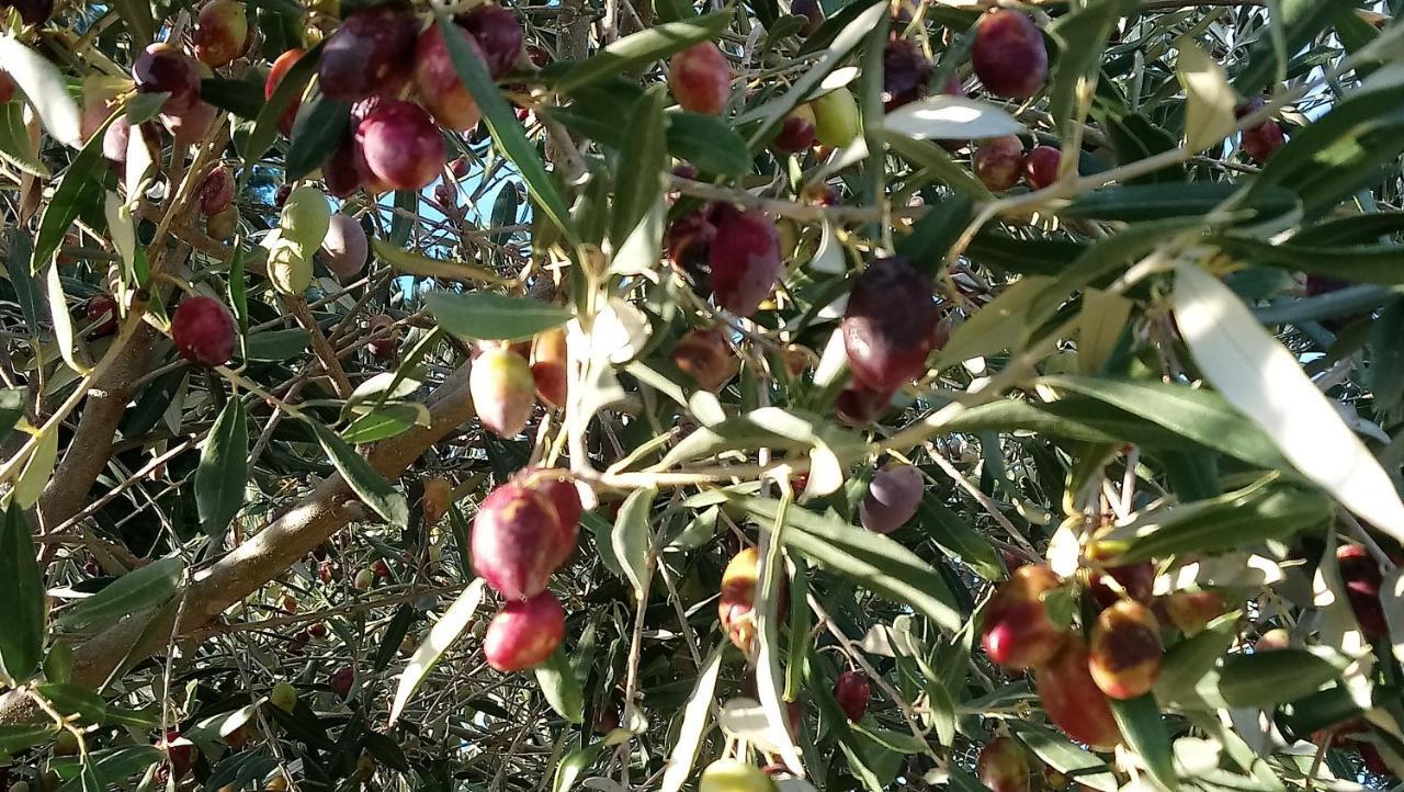 L'Esperluette En Camargue Bed & Breakfast Uchaud ภายนอก รูปภาพ